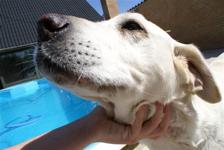 Labrador retriever Tira - 6# billede 6