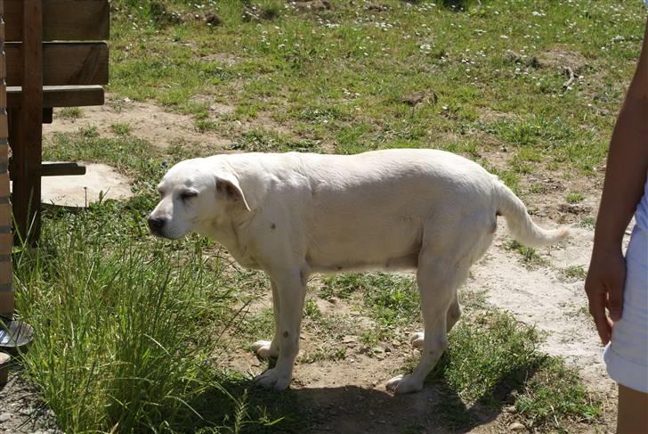 Labrador retriever Tira - 7# billede 7