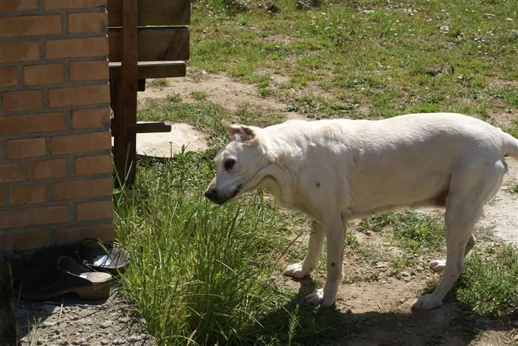 Labrador retriever Tira - 8# billede 8