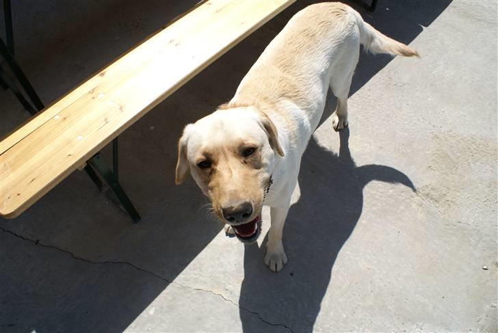 Labrador retriever Spike - 1# billede 1