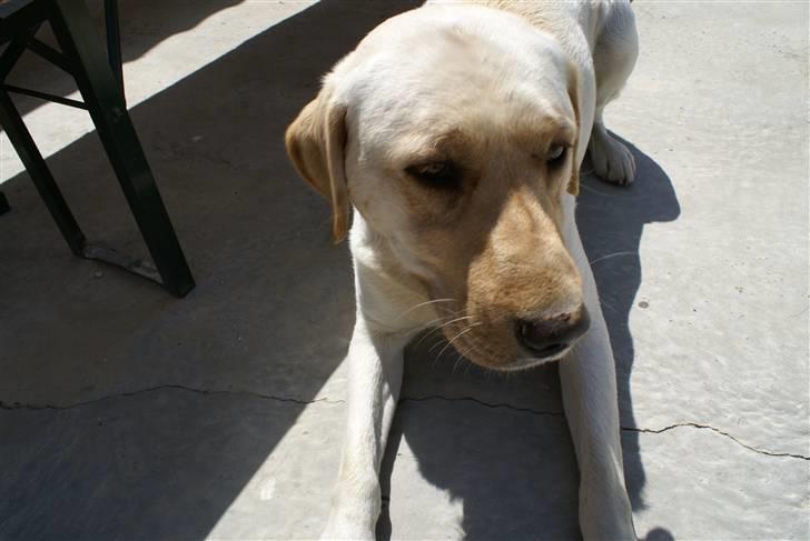 Labrador retriever Spike - 2# billede 2