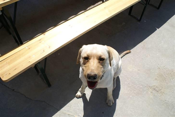 Labrador retriever Spike - 3# billede 3