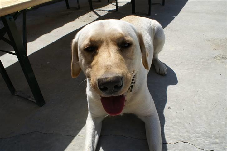Labrador retriever Spike - 4# billede 4