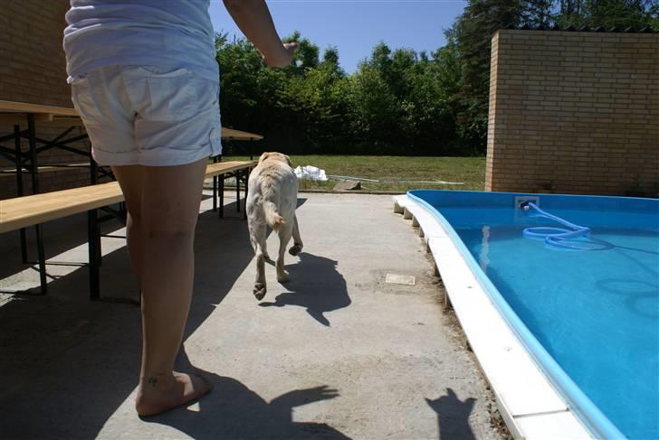 Labrador retriever Spike - 5# (der kommer flere senere) billede 5