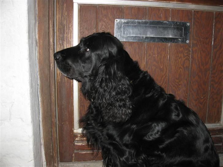 Cocker spaniel Rosie R.I.P 8-10-2008 billede 9