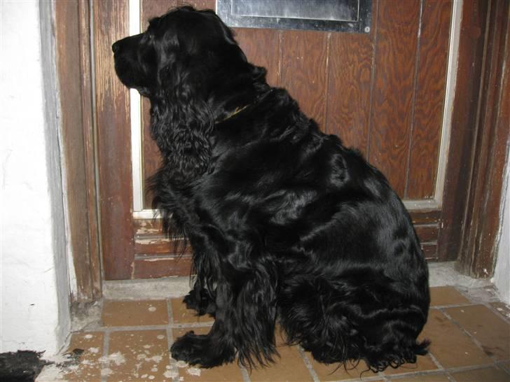 Cocker spaniel Rosie R.I.P 8-10-2008 billede 10