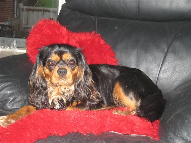 Cavalier king charles spaniel † Cosmo † billede 1