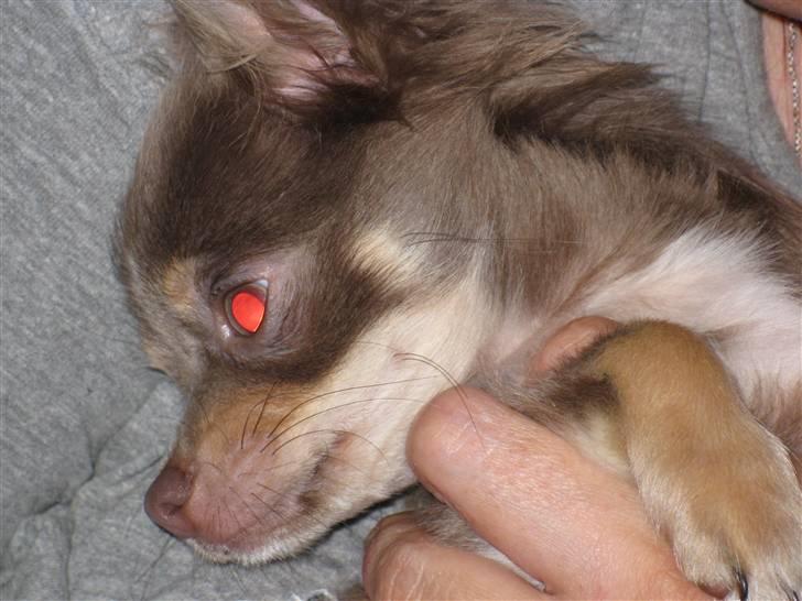 Chihuahua Alladin - Mmmmmm.... puttegris.... ja det er mig..... billede 16