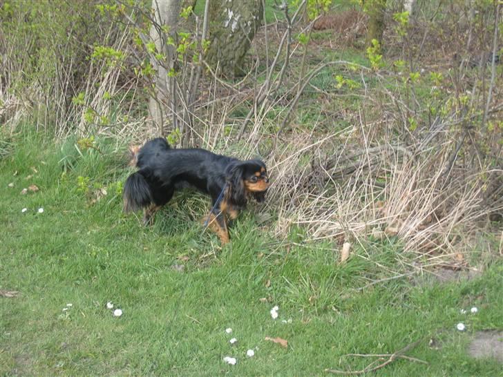 Cavalier king charles spaniel † Cosmo † billede 2