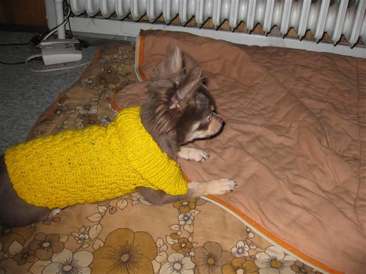 Chihuahua Alladin - Jeg ligger her på lur, så når Nemo kommer ANGRIBER jeg hæ hæ hæ... billede 17