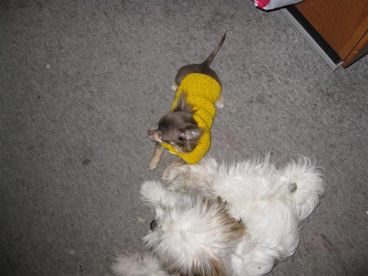 Chihuahua Alladin - Åh det er så dejligt at lege med nemo.... billede 18