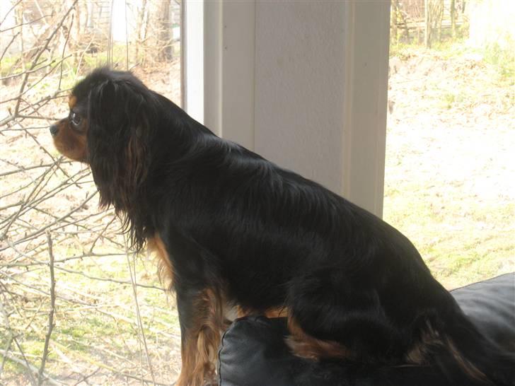 Cavalier king charles spaniel † Cosmo † - Det er hans bedste sted og sidde ved vinduet og holde øje med hvad der sker. billede 3