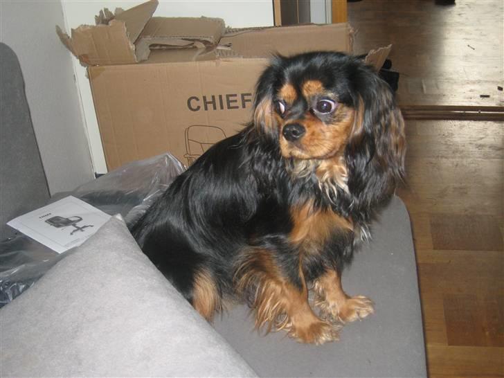 Cavalier king charles spaniel † Cosmo † - 1 år gammel billede 4