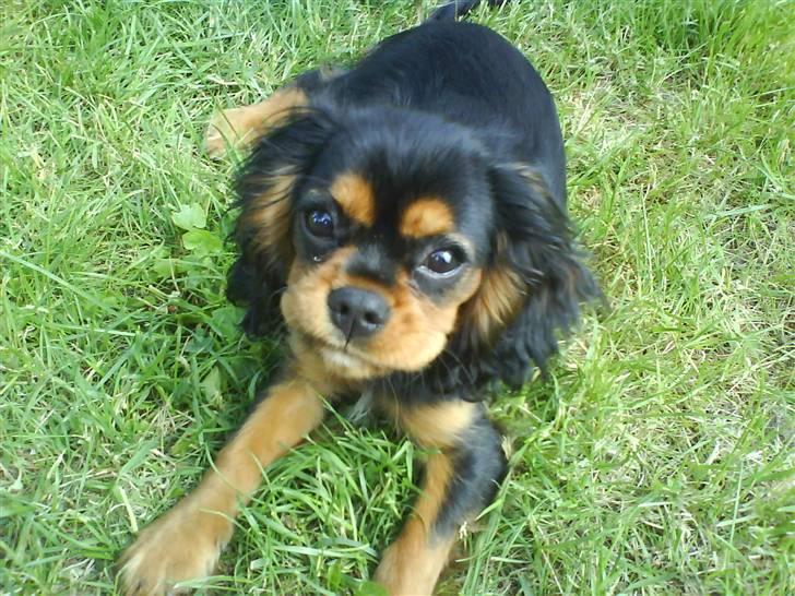 Cavalier king charles spaniel † Cosmo † - Billede af cosmo da han var 14 uger gammel billede 5