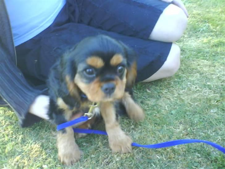 Cavalier king charles spaniel † Cosmo † - Billede af cosmo da han var 7 uger gammel. billede 6