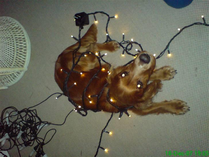 Cocker spaniel Tayson billede 7