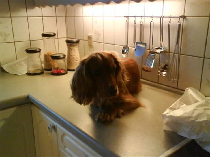 Cocker spaniel Tayson billede 8