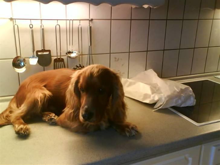 Cocker spaniel Tayson billede 9