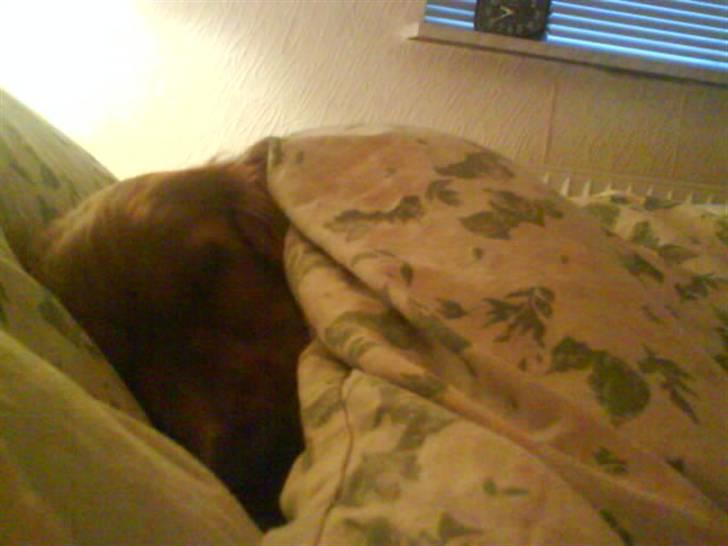 Cocker spaniel Tayson billede 10