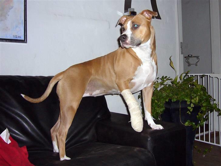 Amerikansk staffordshire terrier Milla - Selv med knækket negel og forbinding, er jeg en flot hunde pige. billede 11