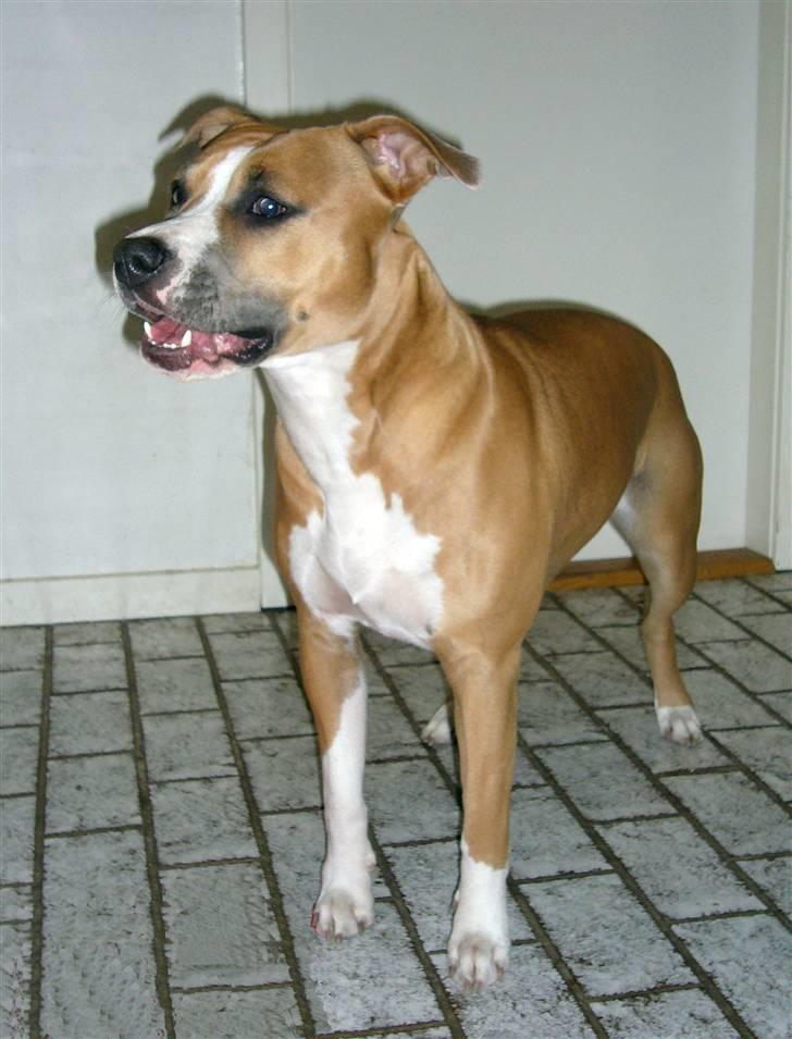 Amerikansk staffordshire terrier Milla billede 12
