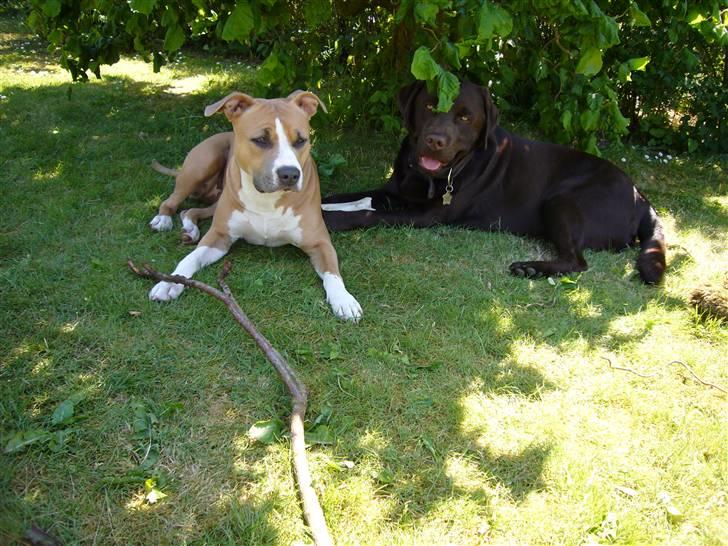 Amerikansk staffordshire terrier Milla - Dejligt med skygge billede 13