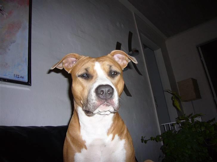 Amerikansk staffordshire terrier Milla - Hvor er jeg lækker!!! billede 14