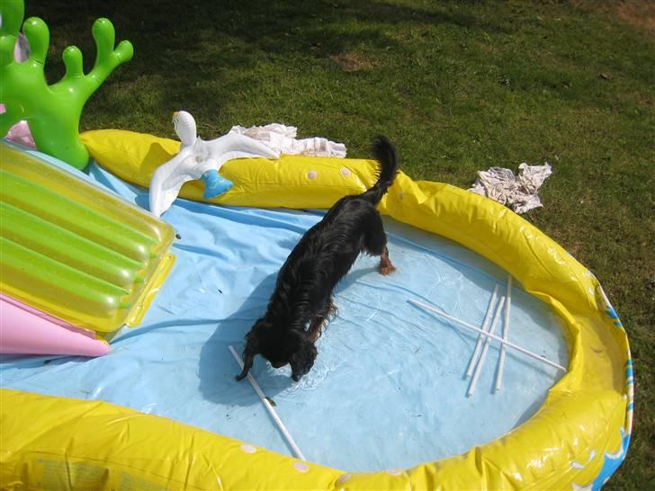 Cavalier king charles spaniel † Cosmo † - En tur i vandet på en dejlig sommer dag. Juni 08 billede 7