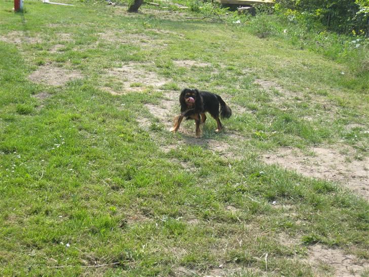 Cavalier king charles spaniel † Cosmo † - Uhm dejligt :o) billede 8