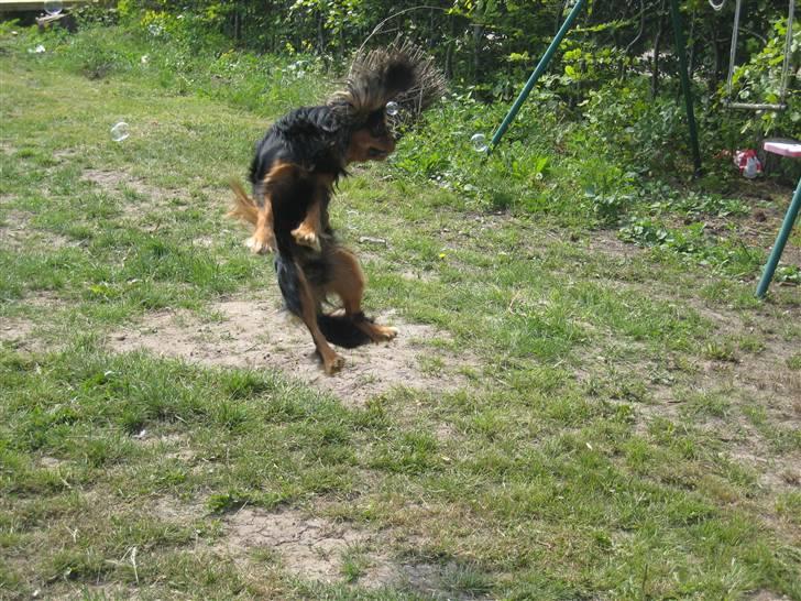Cavalier king charles spaniel † Cosmo † - øh ja... fanger sæbebobler... Han er vild med det der:-) billede 9