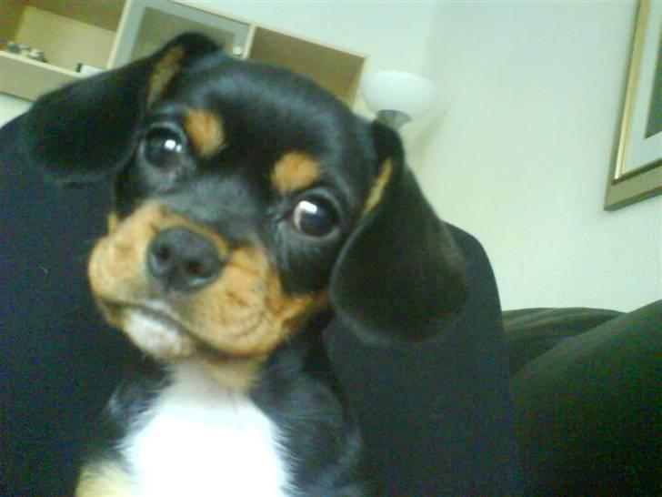 Cavalier king charles spaniel Tøzen *SOLGT* - Velkommen til min profil, vennner? billede 1