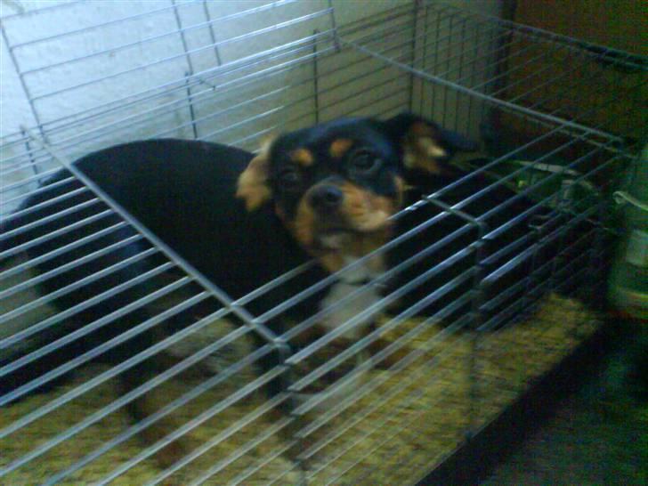 Cavalier king charles spaniel Tøzen *SOLGT* - Tøzzer med sin ven dumbo billede 2