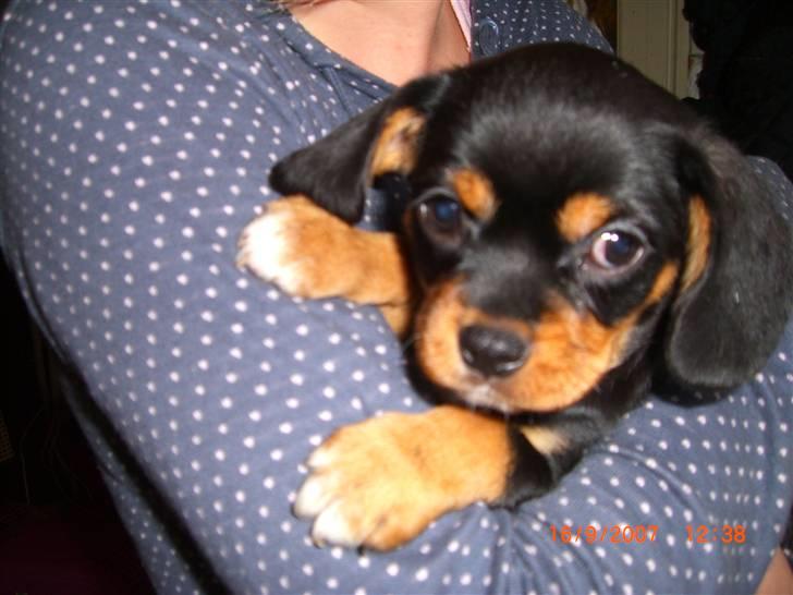 Cavalier king charles spaniel Tøzen *SOLGT* - NYT! billede 3