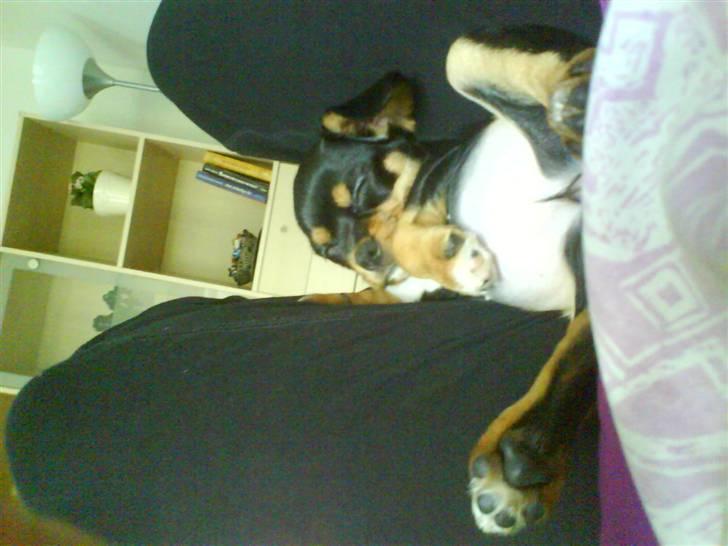 Cavalier king charles spaniel Tøzen *SOLGT* - jeg er fjolled billede 4