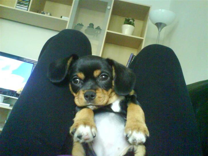 Cavalier king charles spaniel Tøzen *SOLGT* billede 5