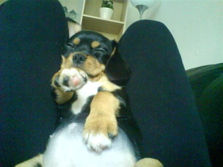 Cavalier king charles spaniel Tøzen *SOLGT* billede 6