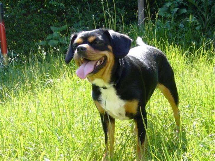 Cavalier king charles spaniel Tøzen *SOLGT* - NYT! billede 7