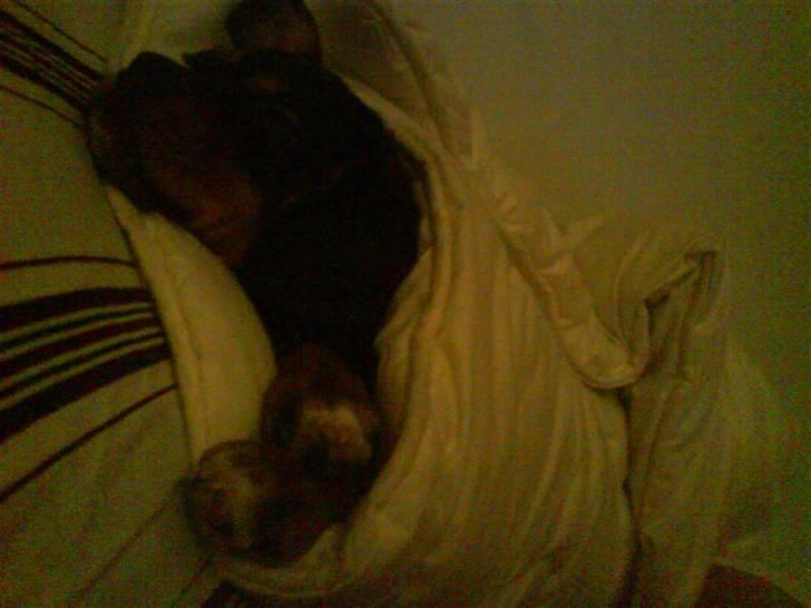 Cavalier king charles spaniel Tøzen *SOLGT* billede 8