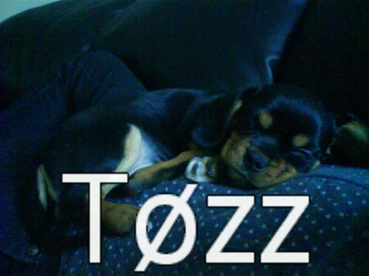 Cavalier king charles spaniel Tøzen *SOLGT* billede 9