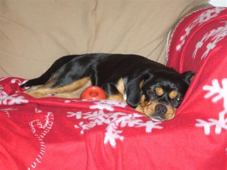 Cavalier king charles spaniel Tøzen *SOLGT* - NYT! billede 10