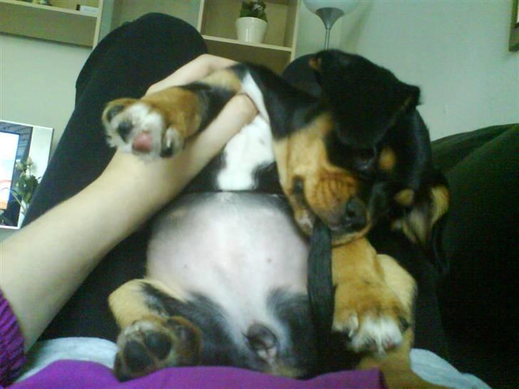 Cavalier king charles spaniel Tøzen *SOLGT* billede 11