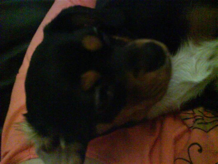 Cavalier king charles spaniel Tøzen *SOLGT* billede 12