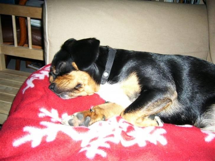 Cavalier king charles spaniel Tøzen *SOLGT* - NYT! billede 13