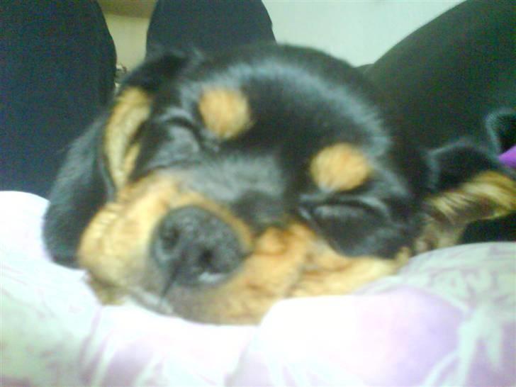 Cavalier king charles spaniel Tøzen *SOLGT* billede 14