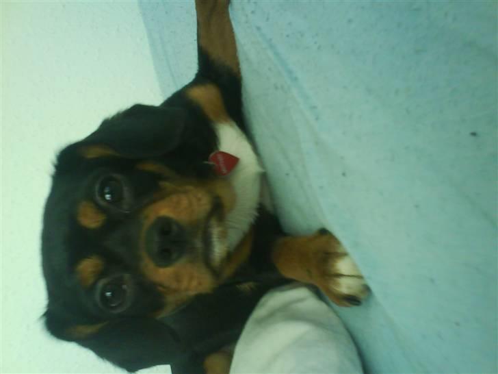 Cavalier king charles spaniel Tøzen *SOLGT* billede 15