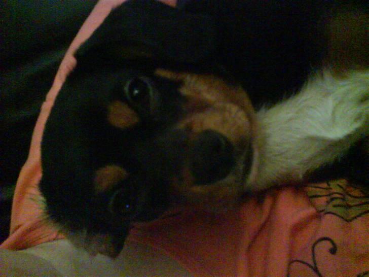 Cavalier king charles spaniel Tøzen *SOLGT* billede 16