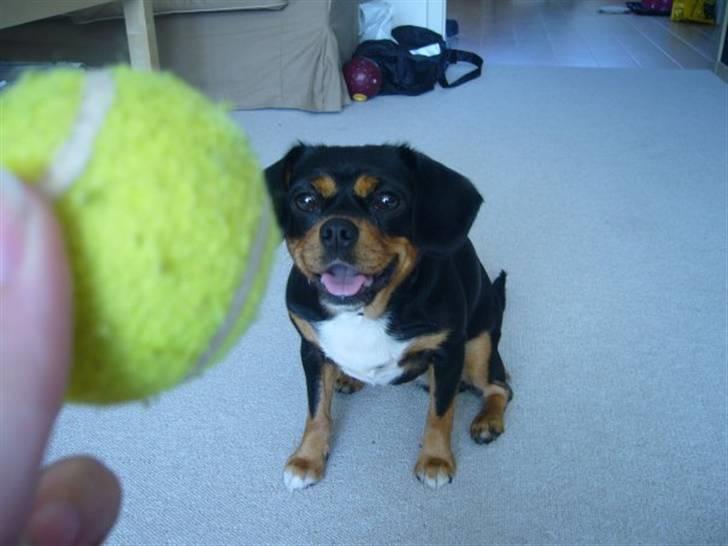 Cavalier king charles spaniel Tøzen *SOLGT* - NYT! billede 17
