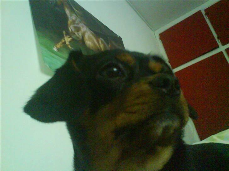 Cavalier king charles spaniel Tøzen *SOLGT* billede 18