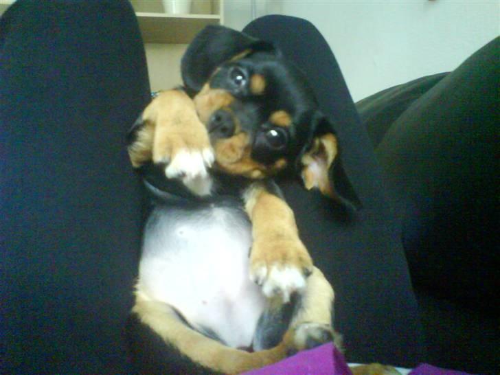 Cavalier king charles spaniel Tøzen *SOLGT* billede 19