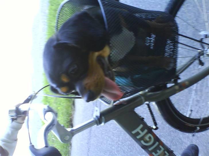 Cavalier king charles spaniel Tøzen *SOLGT* billede 20